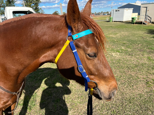 Barcoo bridle