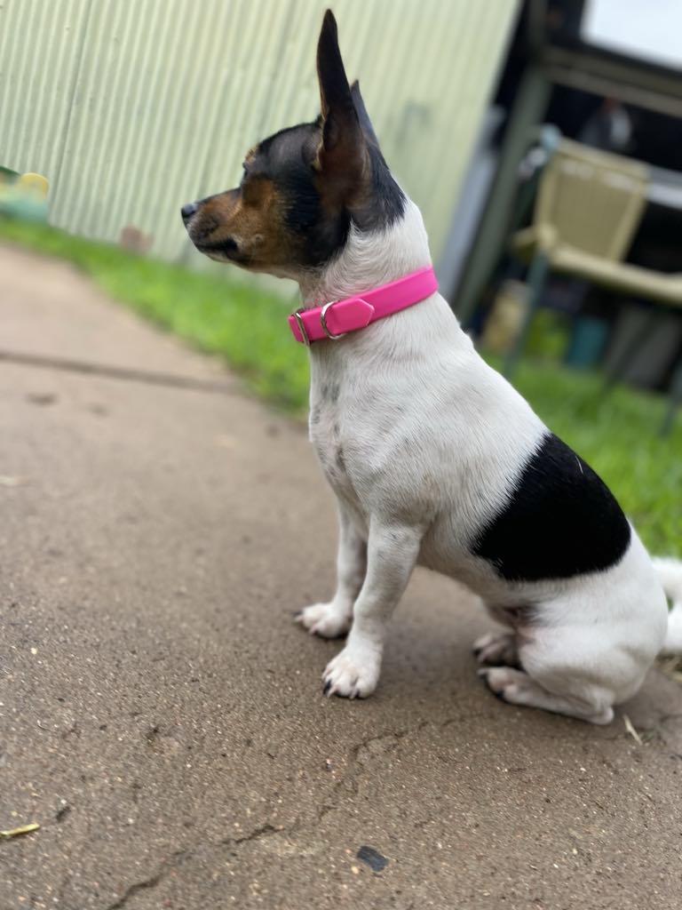 Small dog collar