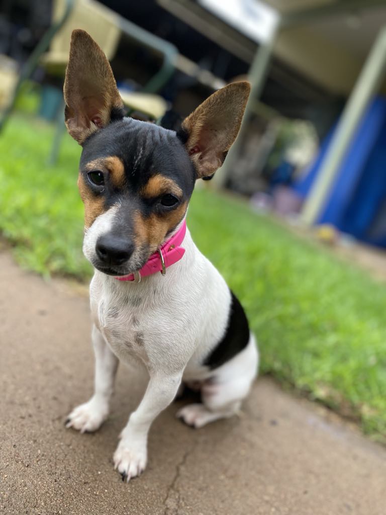 Small dog collar